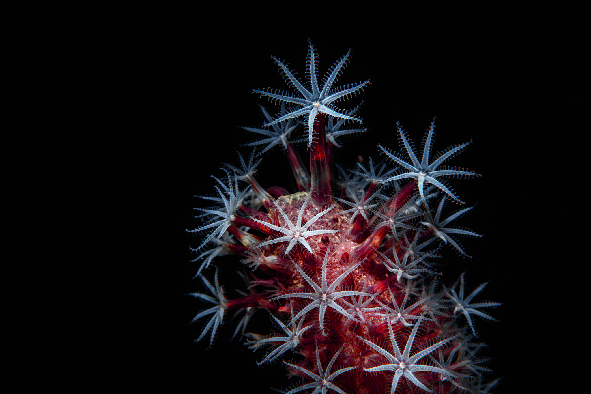 Canon EOS 5DS R + Canon EF 100mm F2.8L Macro IS USM sample photo. Soft coral, tulamben bali photography