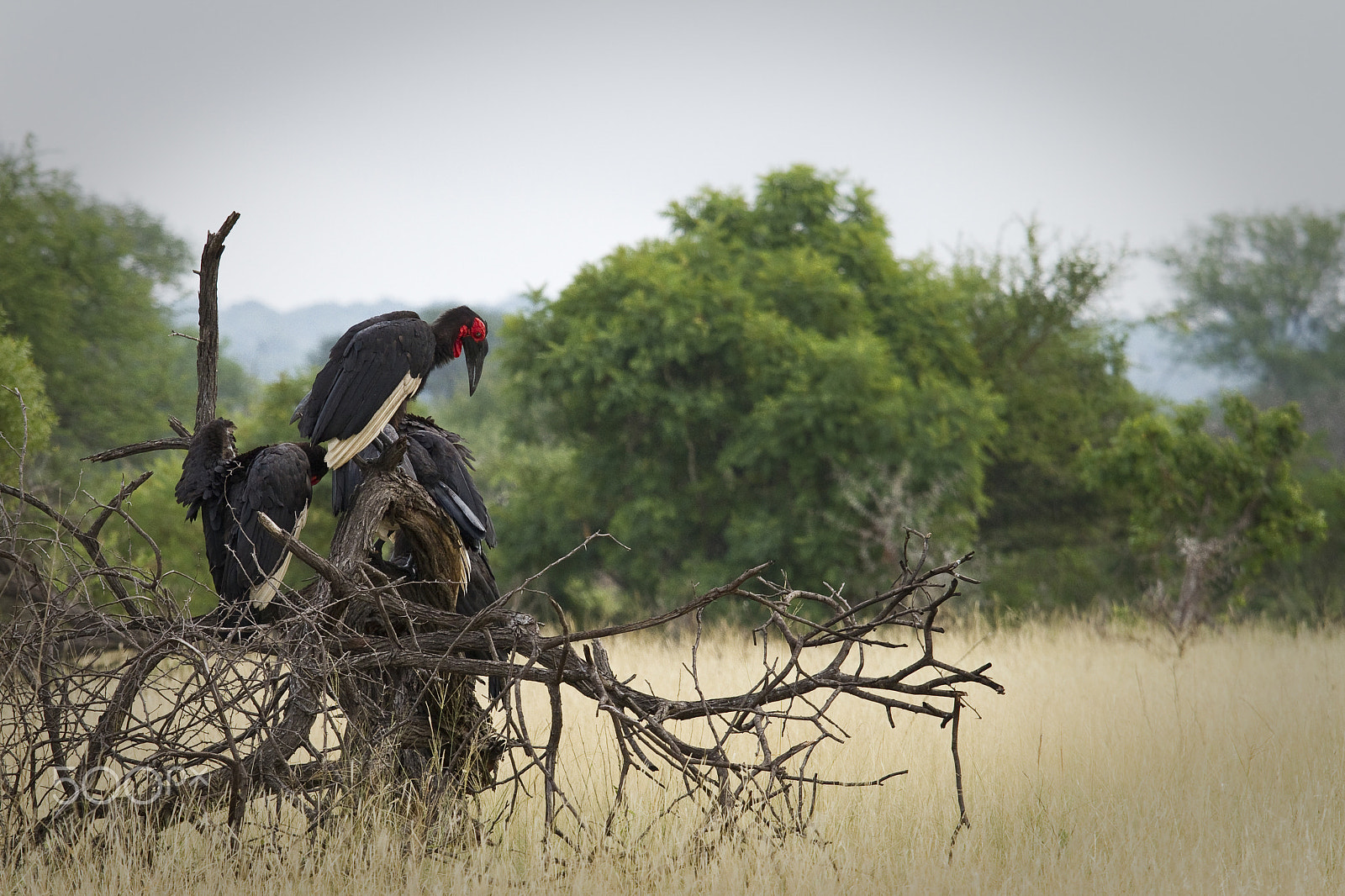 Canon EOS 7D sample photo. Large bird perched on old decaying tree photography