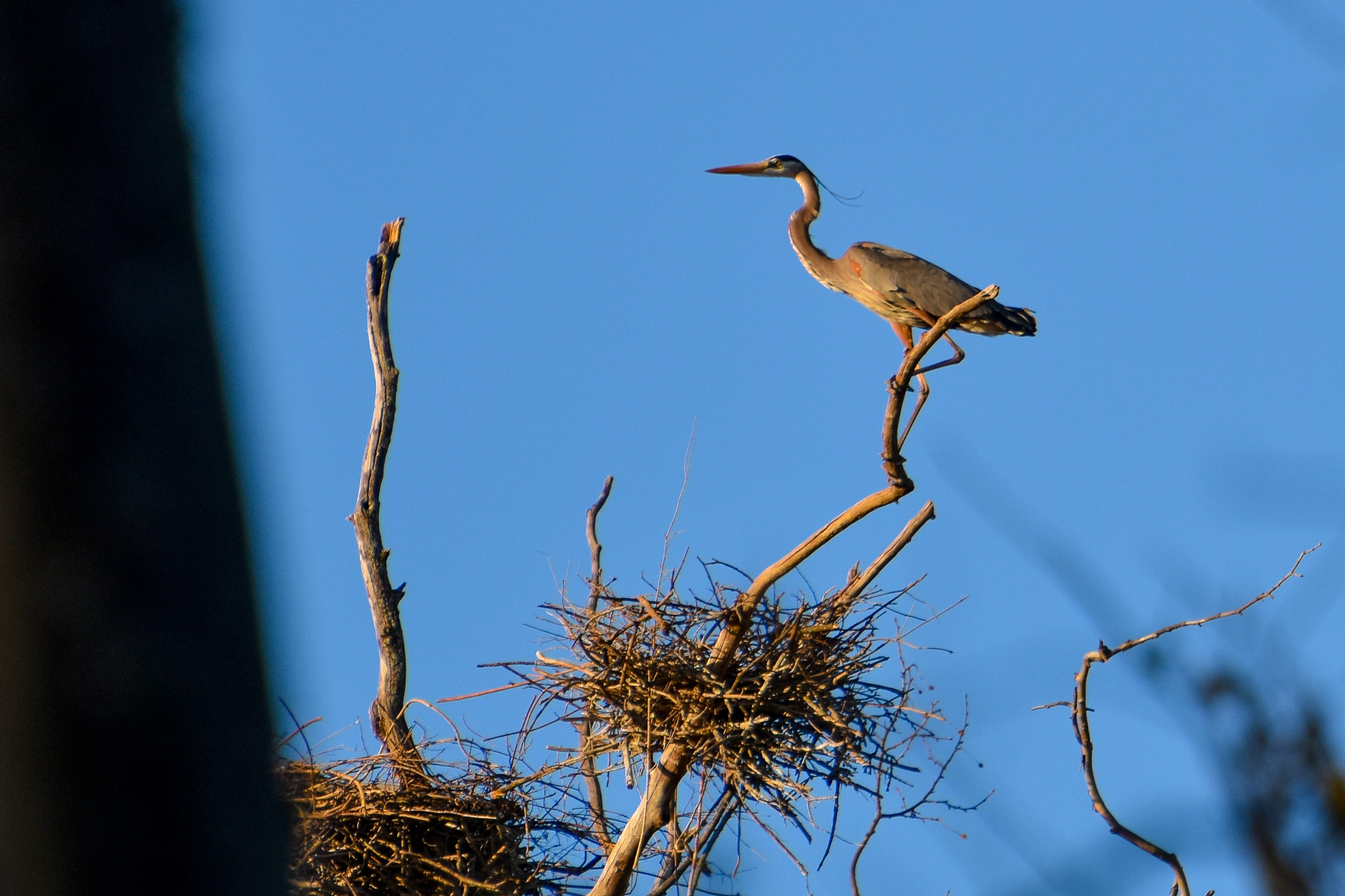 Nikon D7200 sample photo. Perched photography