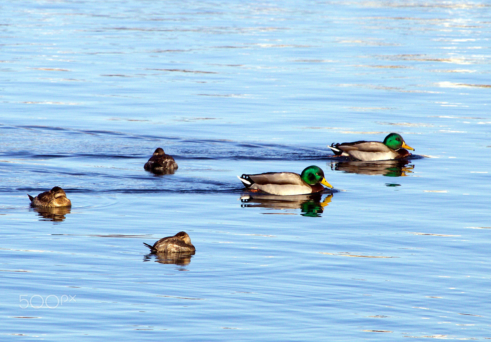 Canon EF-S 55-250mm F4-5.6 IS STM sample photo. Pond photography