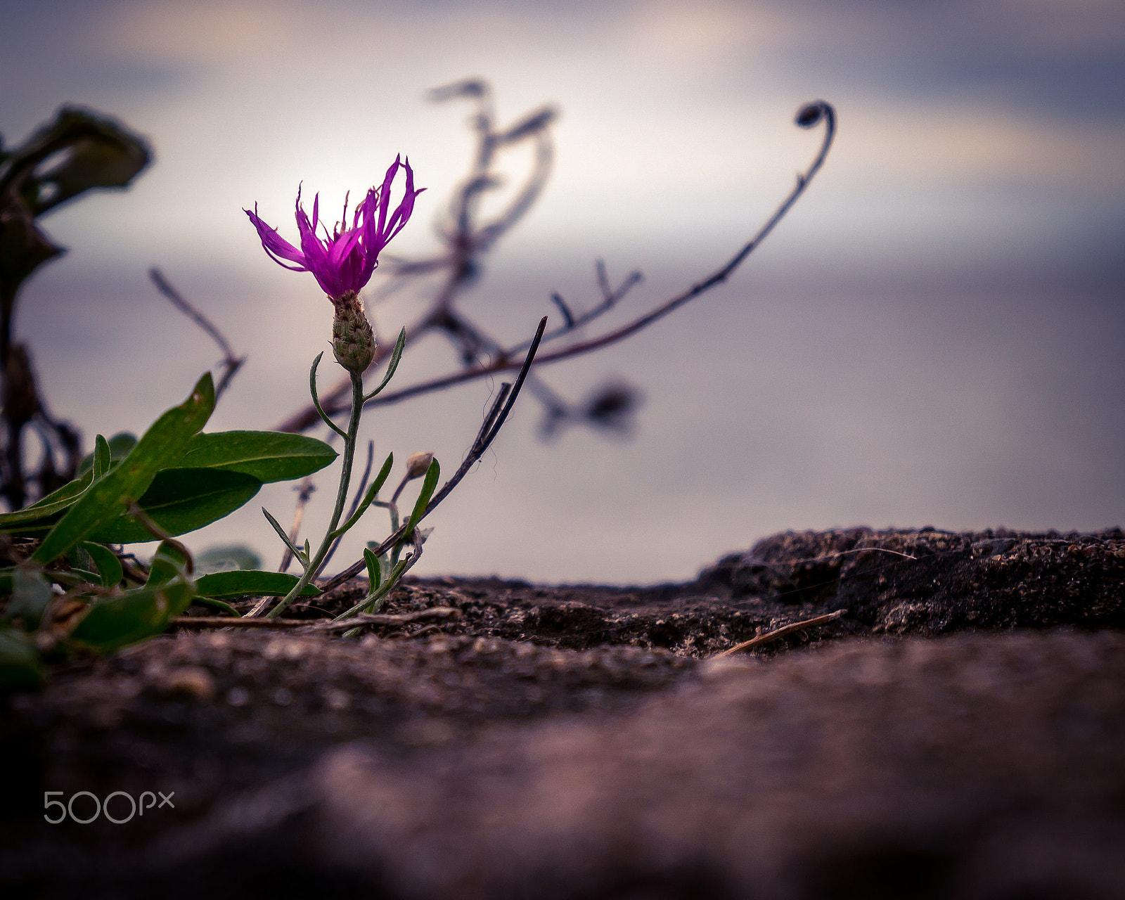 Sony Alpha NEX-C3 + Sony E 18-55mm F3.5-5.6 OSS sample photo. Rock flower photography
