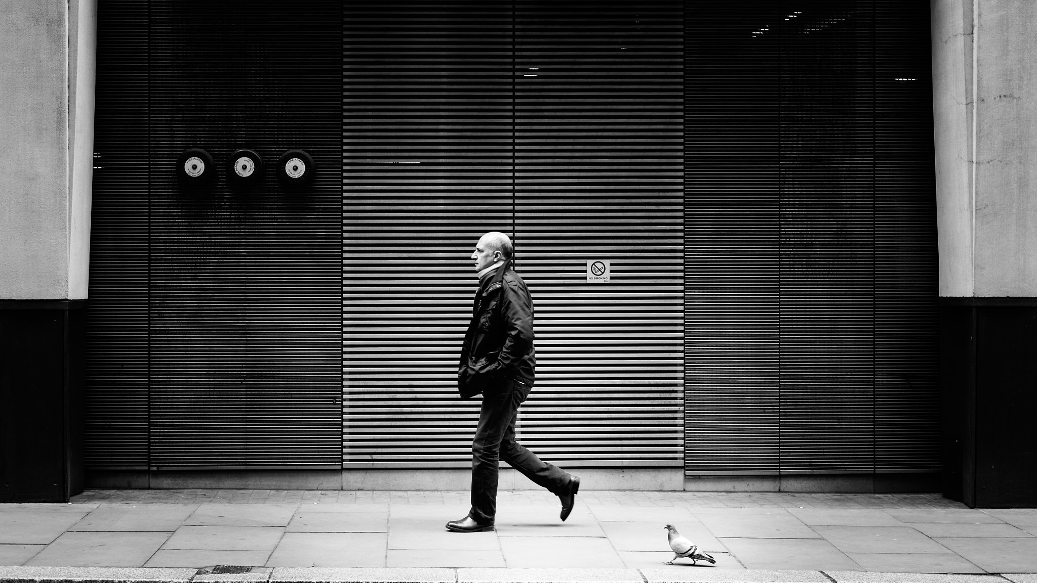 Nikon Df + Nikon AF-S Nikkor 50mm F1.8G sample photo. Pigeon steps photography