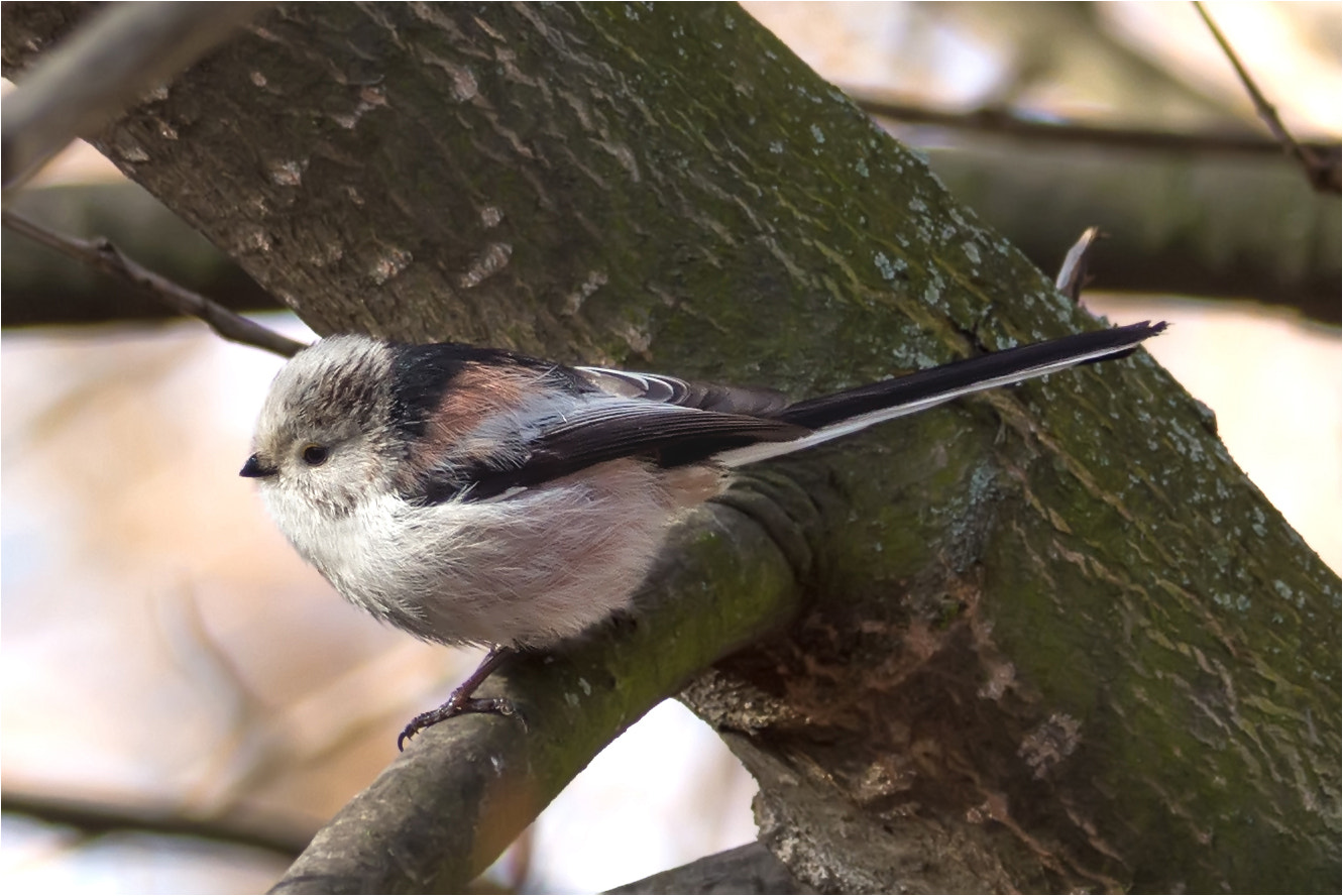 Nikon D7200 + Sigma 50mm F2.8 EX DG Macro sample photo. Long-tailed tit /schwanzmeise photography