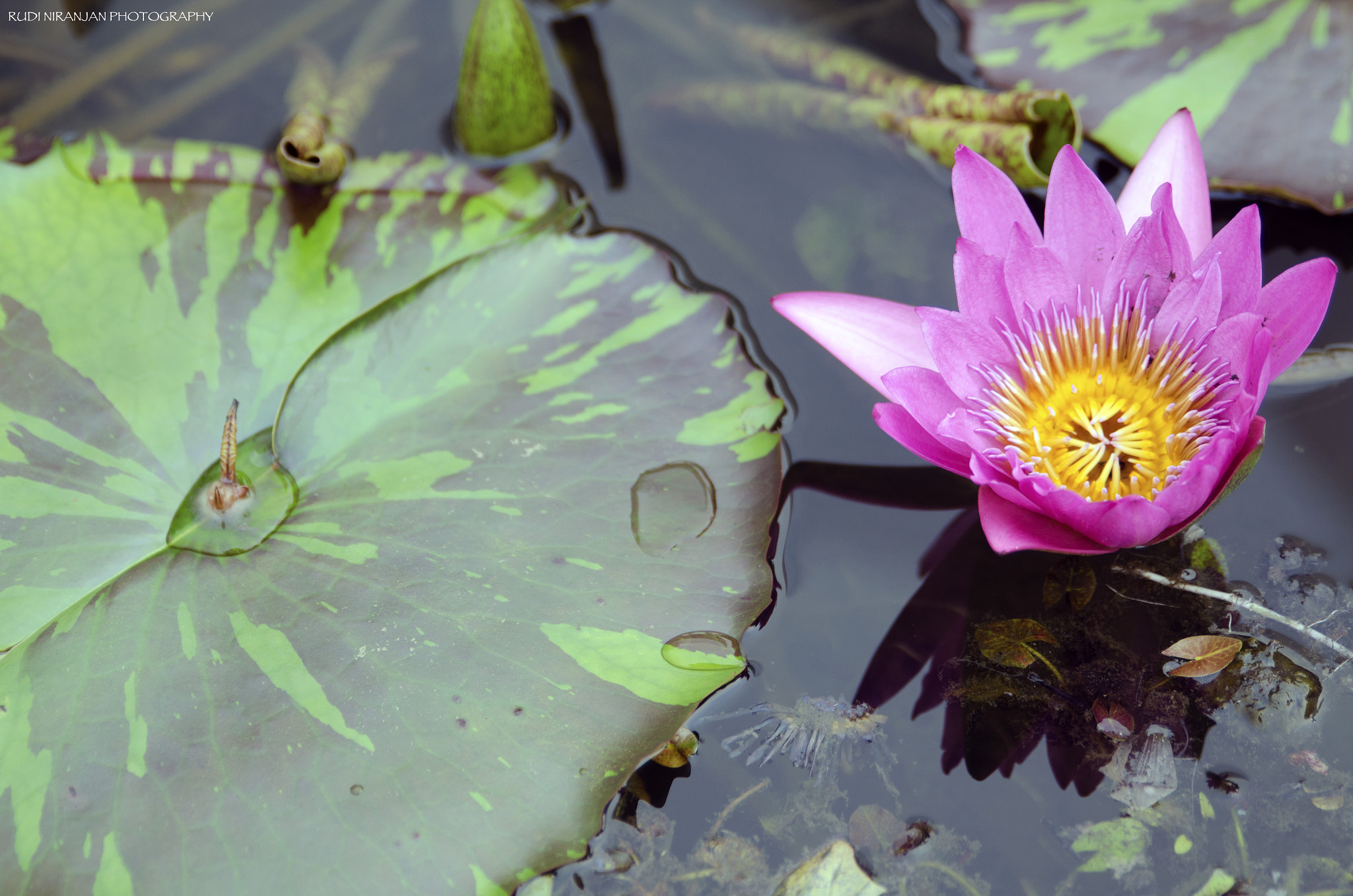 Tamron SP 24-70mm F2.8 Di VC USD sample photo. Lotus... photography