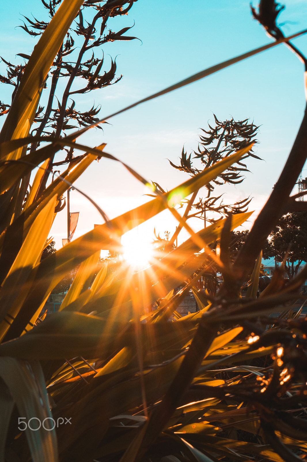 Sony a6500 + Sony E 35mm F1.8 OSS sample photo. Sunset through the plants photography