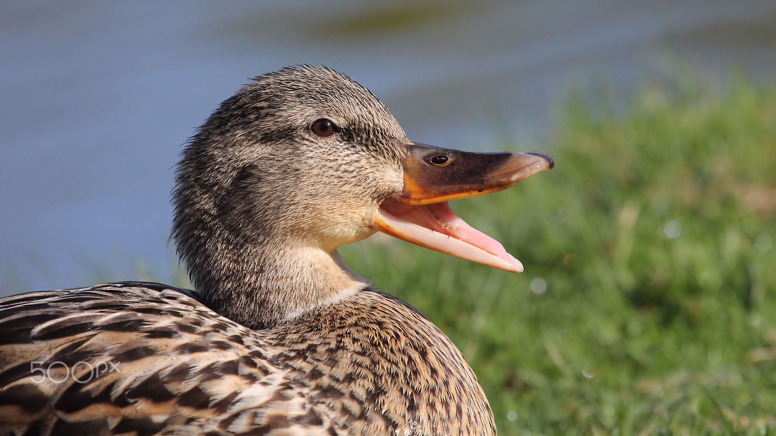Canon EOS 60D + Canon EF 100-400mm F4.5-5.6L IS USM sample photo. Happy duck photography
