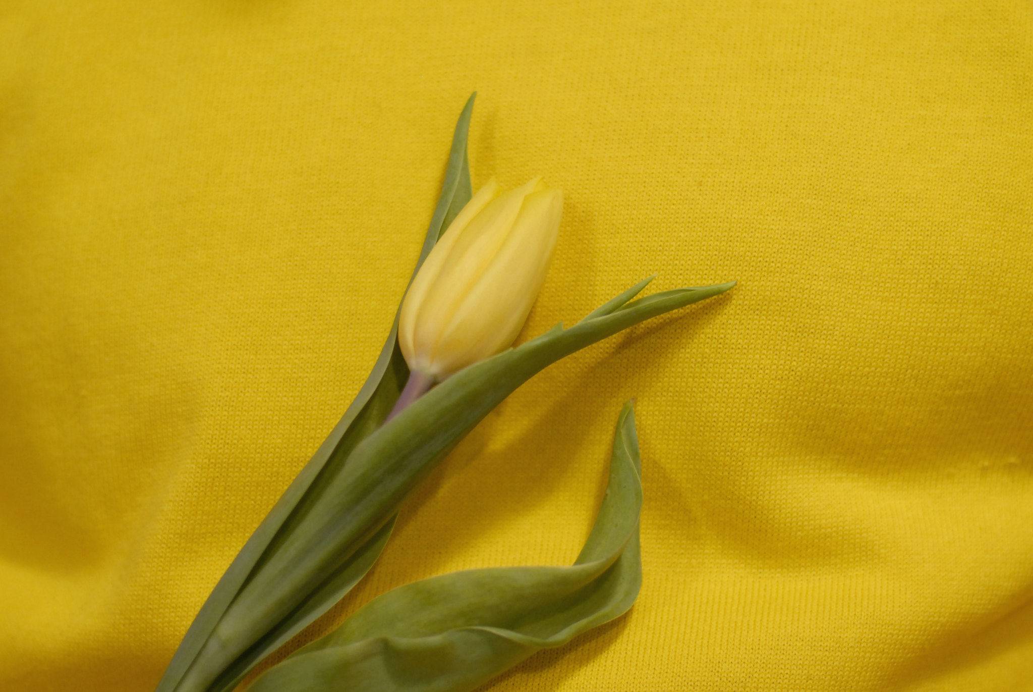 Nikon D200 sample photo. Yellow on yellow photography