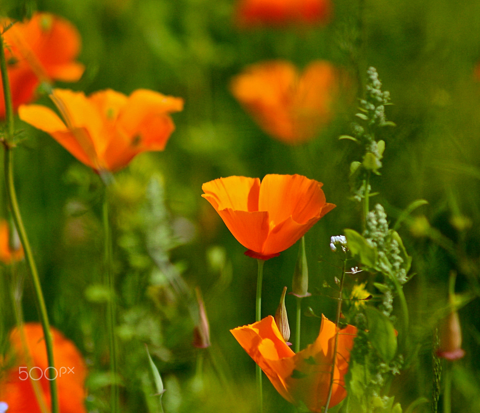 EF75-300mm f/4-5.6 sample photo. Alaskan wild orange poppies photography