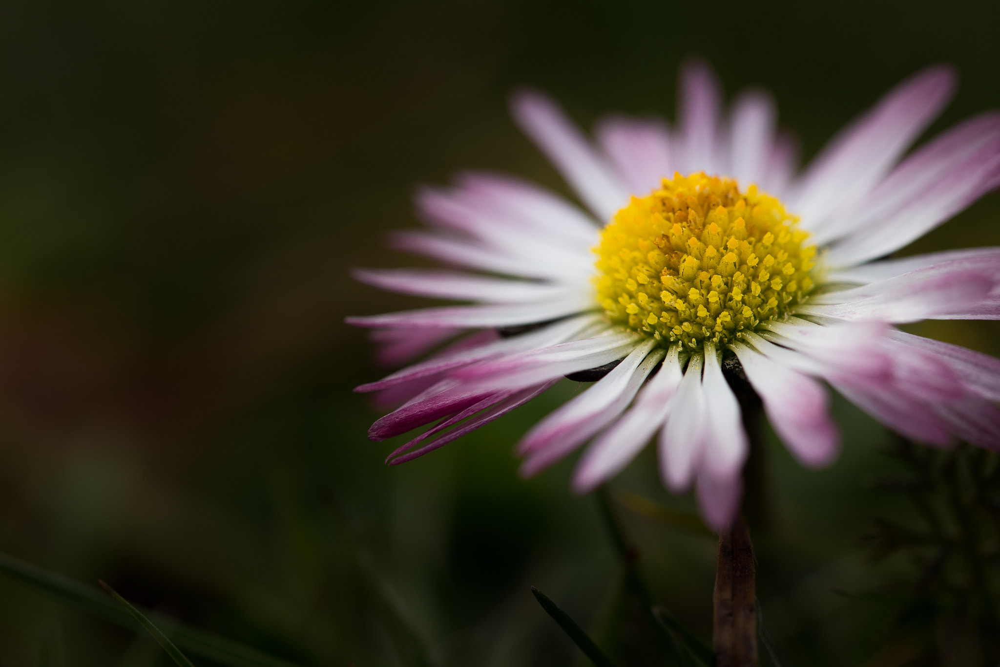 Canon EOS 6D + Sigma 105mm F2.8 EX DG OS HSM sample photo. Flower photography