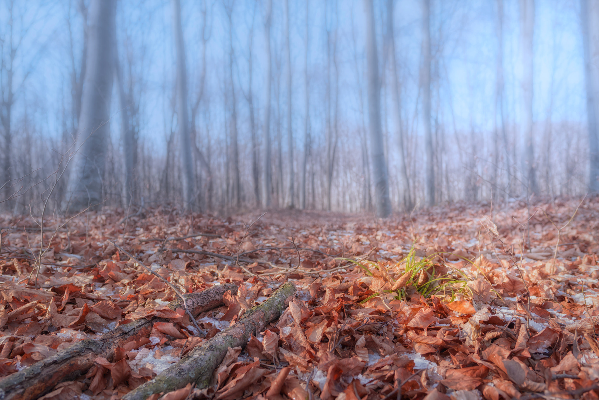 Nikon D750 + Nikon AF-S Nikkor 28mm F1.8G sample photo. Forest's ambient photography