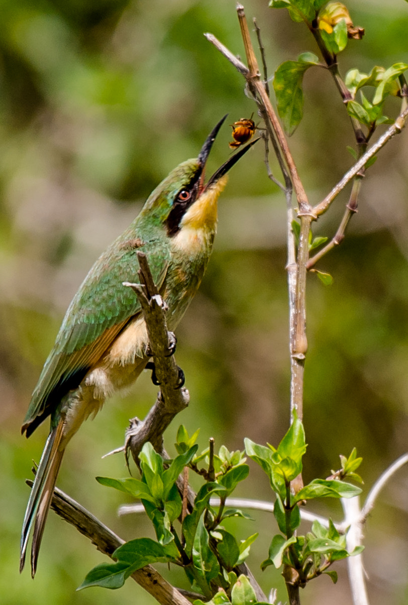 Nikon D5 + Nikon AF-S Nikkor 200-500mm F5.6E ED VR sample photo. Chestal bee eater photography