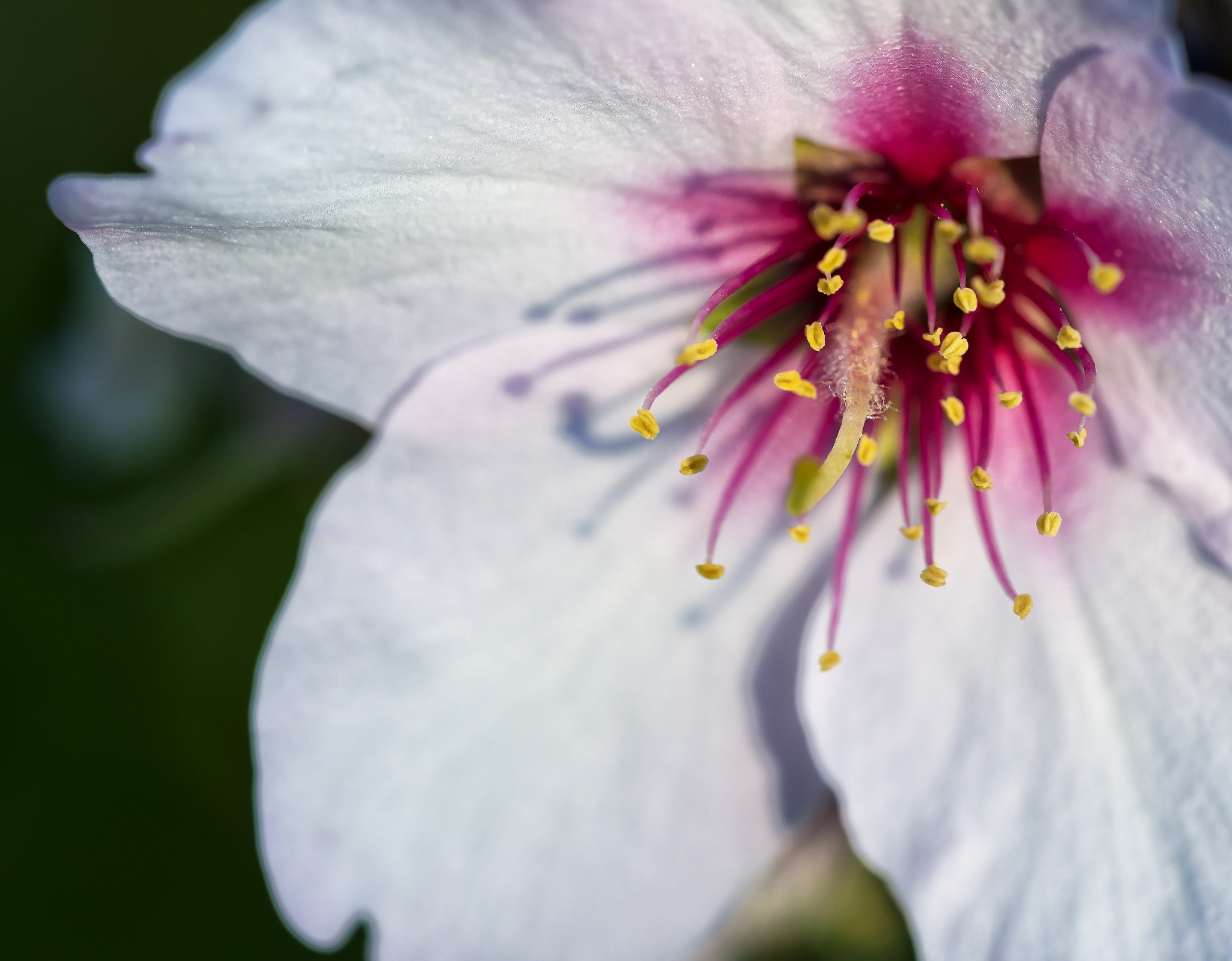 Nikon D750 + Sigma 150mm F2.8 EX DG OS Macro HSM sample photo. Flor del almendro photography