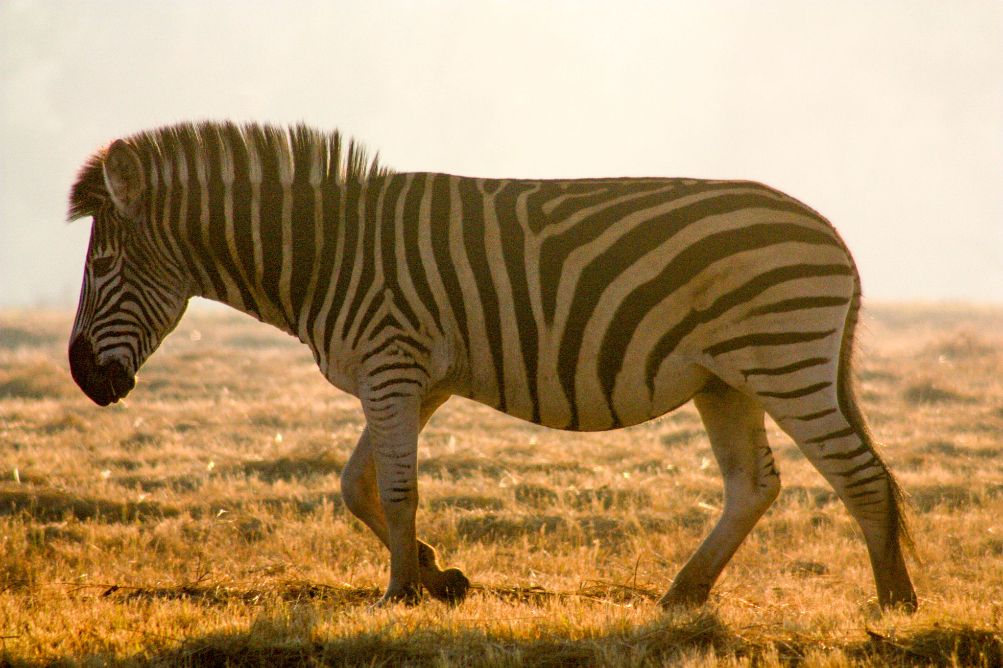 Canon EF 75-300mm f/4-5.6 USM sample photo. Zebra backlit photography