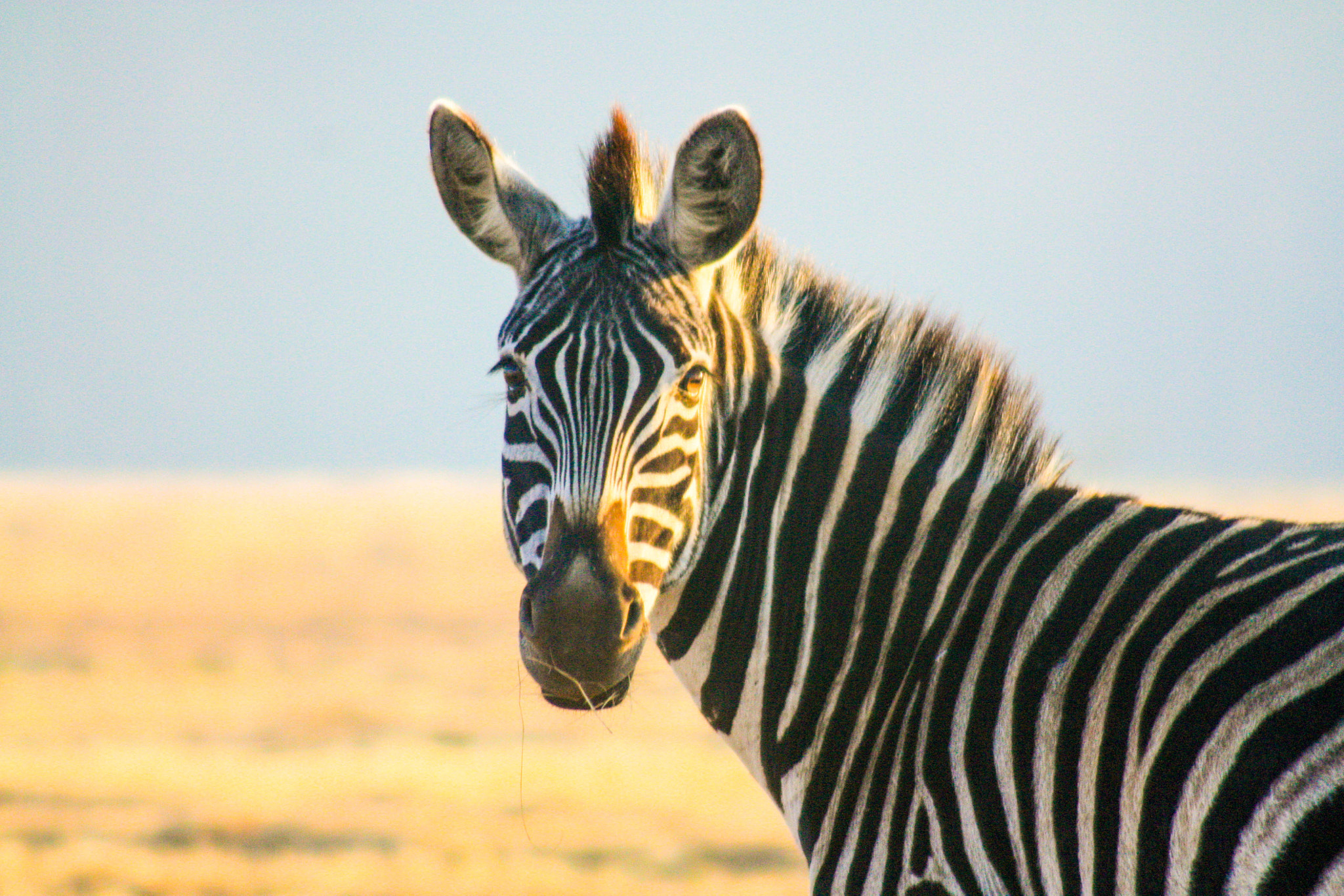 Canon EF 75-300mm f/4-5.6 USM sample photo. Zebra in mlilwane photography