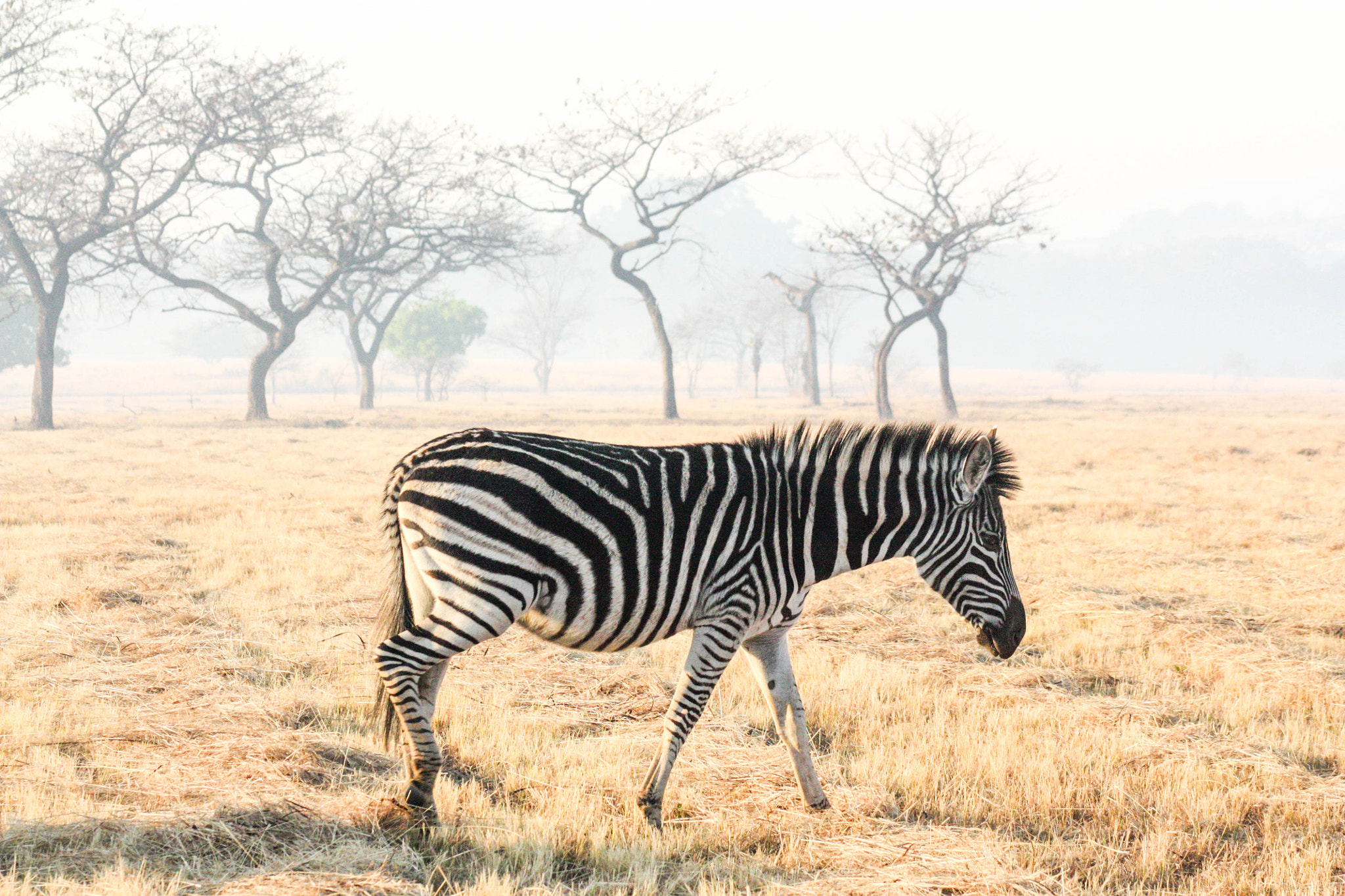 Canon EF 75-300mm f/4-5.6 USM sample photo. Zebra on the move photography