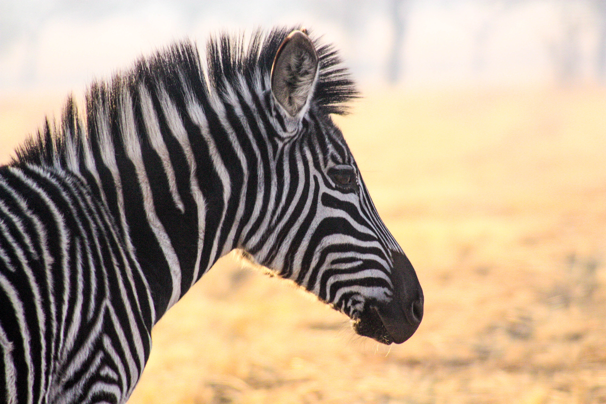 Canon EF 75-300mm f/4-5.6 USM sample photo. Zebra in mlilwane (profile) photography