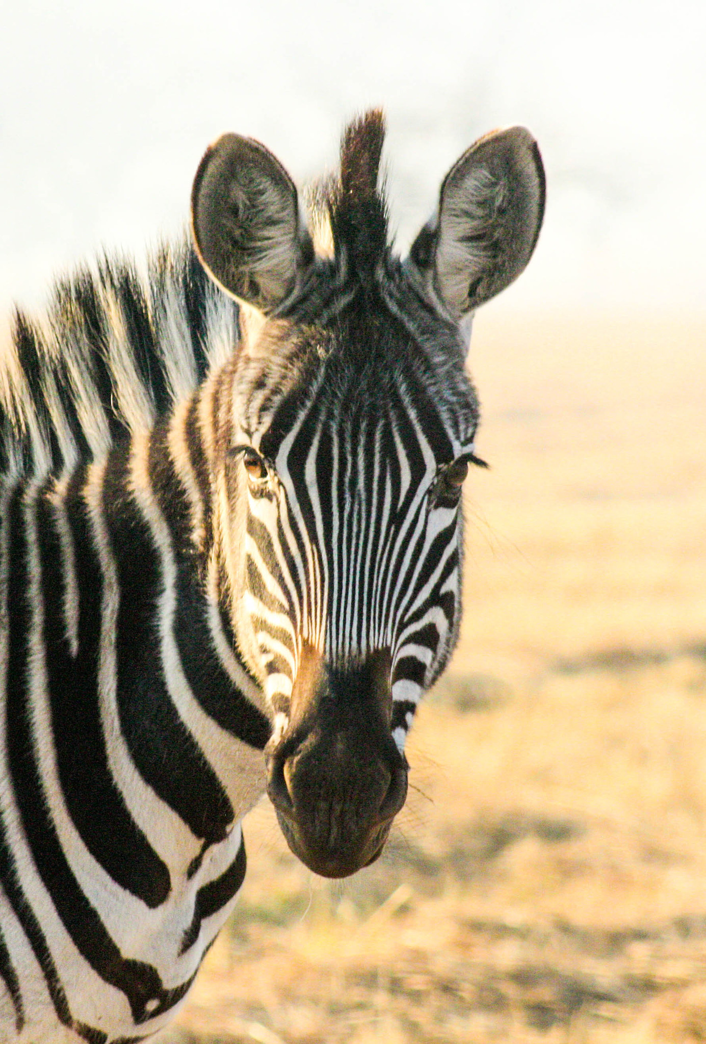 Canon EF 75-300mm f/4-5.6 USM sample photo. Zebra in mlilwane (portrait) photography