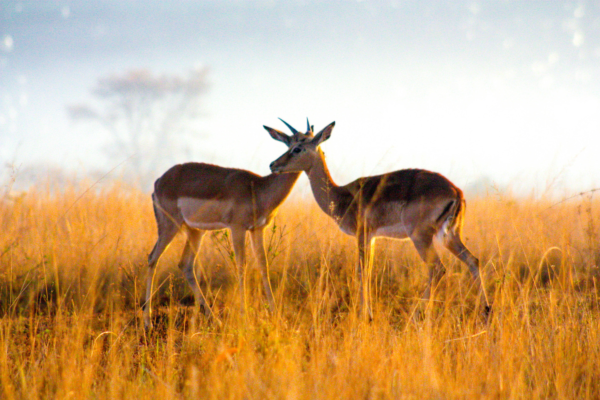 Canon EF 75-300mm f/4-5.6 USM sample photo. Two impalas photography
