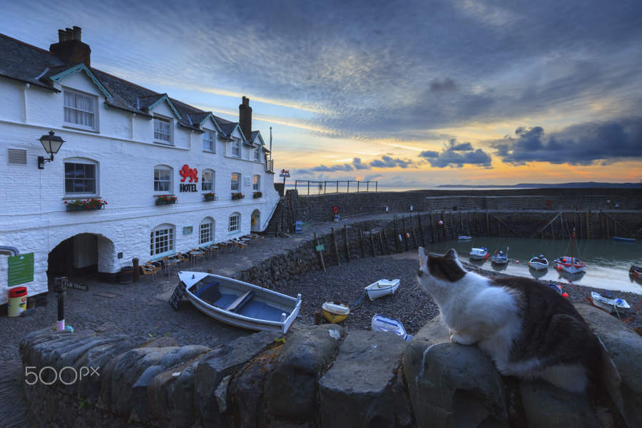 Canon EF 16-35mm F4L IS USM sample photo. Cat at clovelly photography
