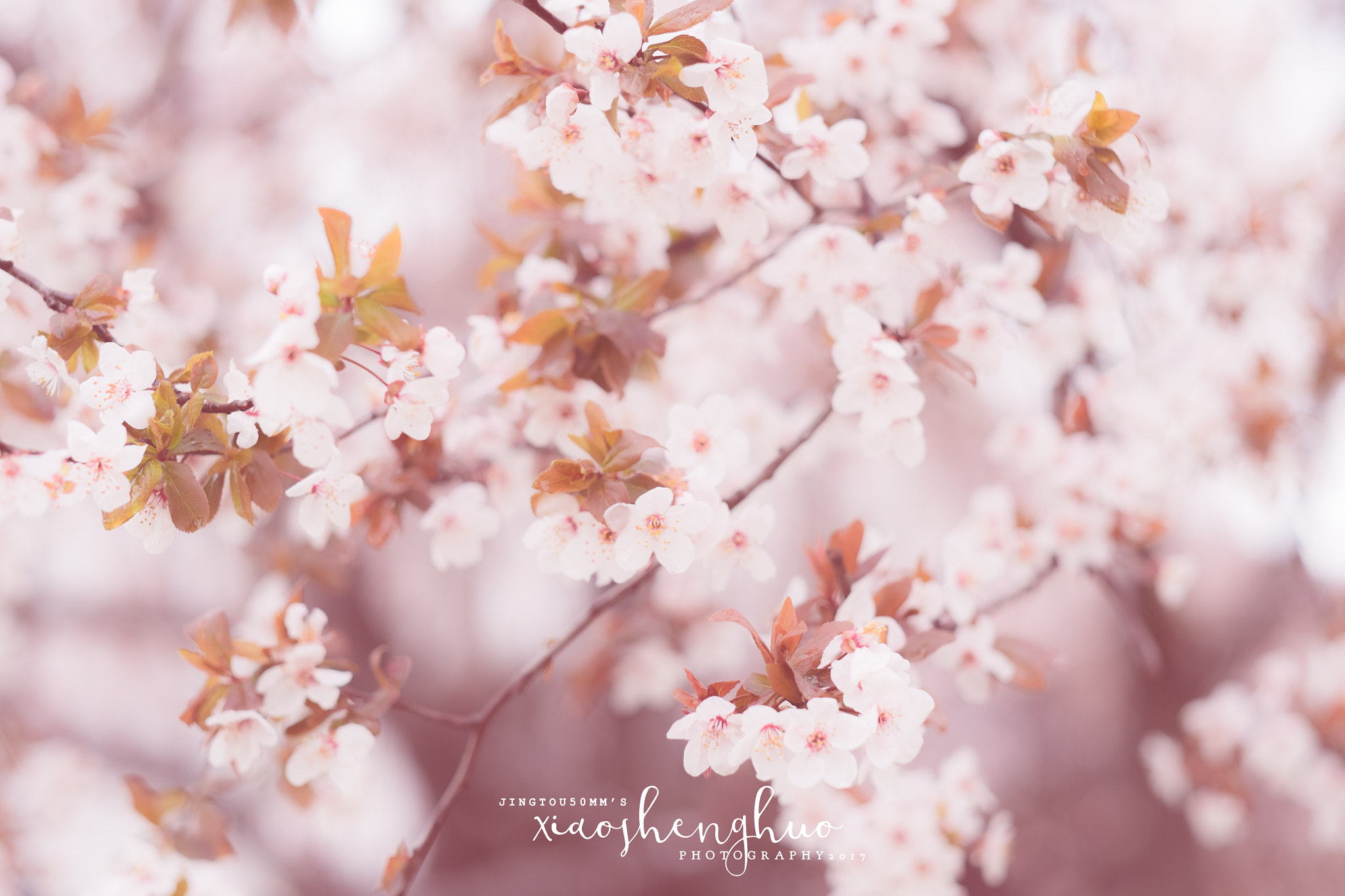 Fujifilm X-T1 + Fujifilm XF 56mm F1.2 R sample photo. 静听山花烂漫，静待岁月安然。 photography
