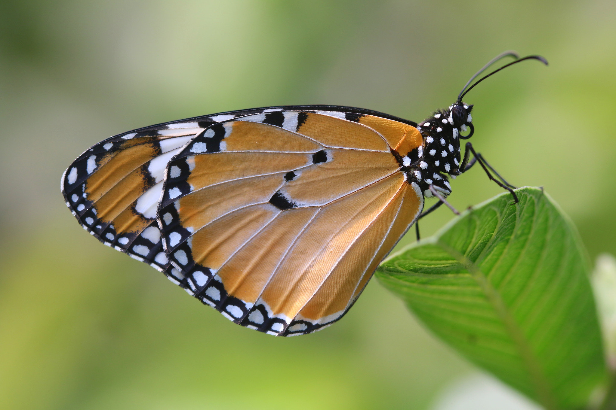 Canon EOS 70D + Canon EF 100mm F2.8 Macro USM sample photo. Plain tiger or african monarch ag01 photography