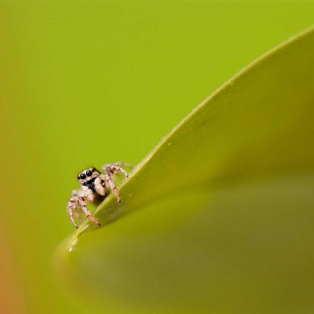 Canon EF 100mm F2.8L Macro IS USM sample photo. Jumping fella photography