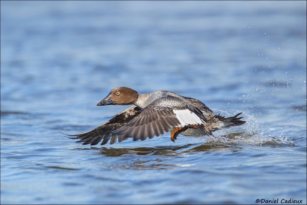 Canon EOS 7D Mark II sample photo. Female common goldeneye. photography