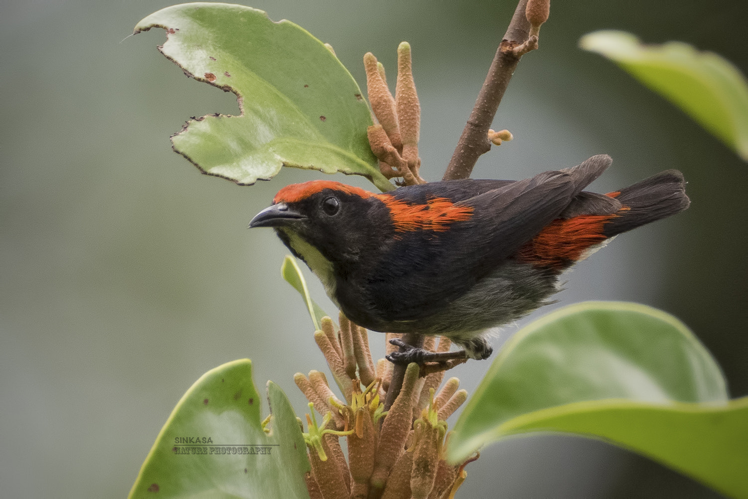 M.300mm F4.0 + MC-14 sample photo. Scarlet backed flowerpecker photography