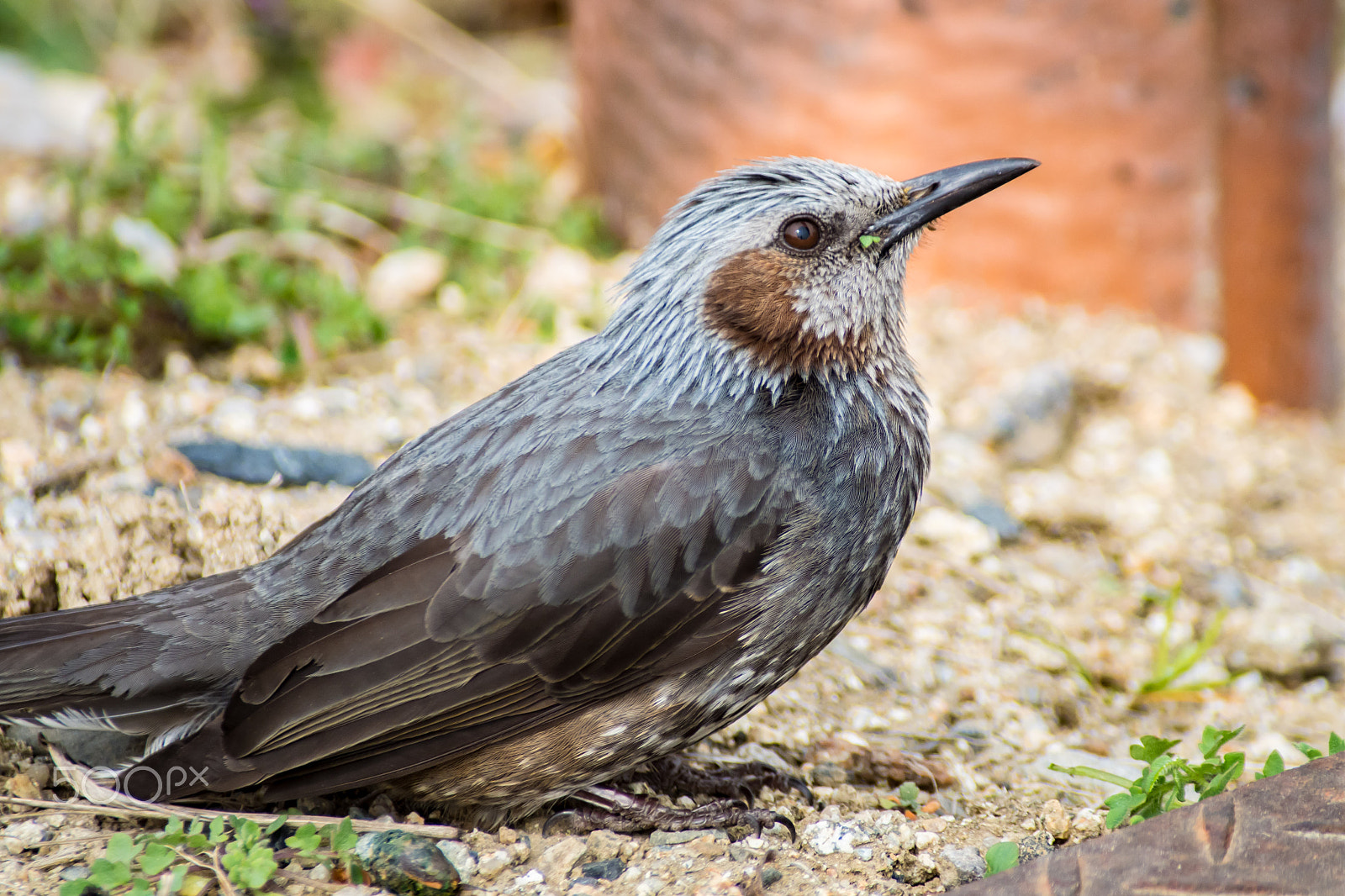 Pentax K-S2 sample photo. Brown-eared bulbul photography