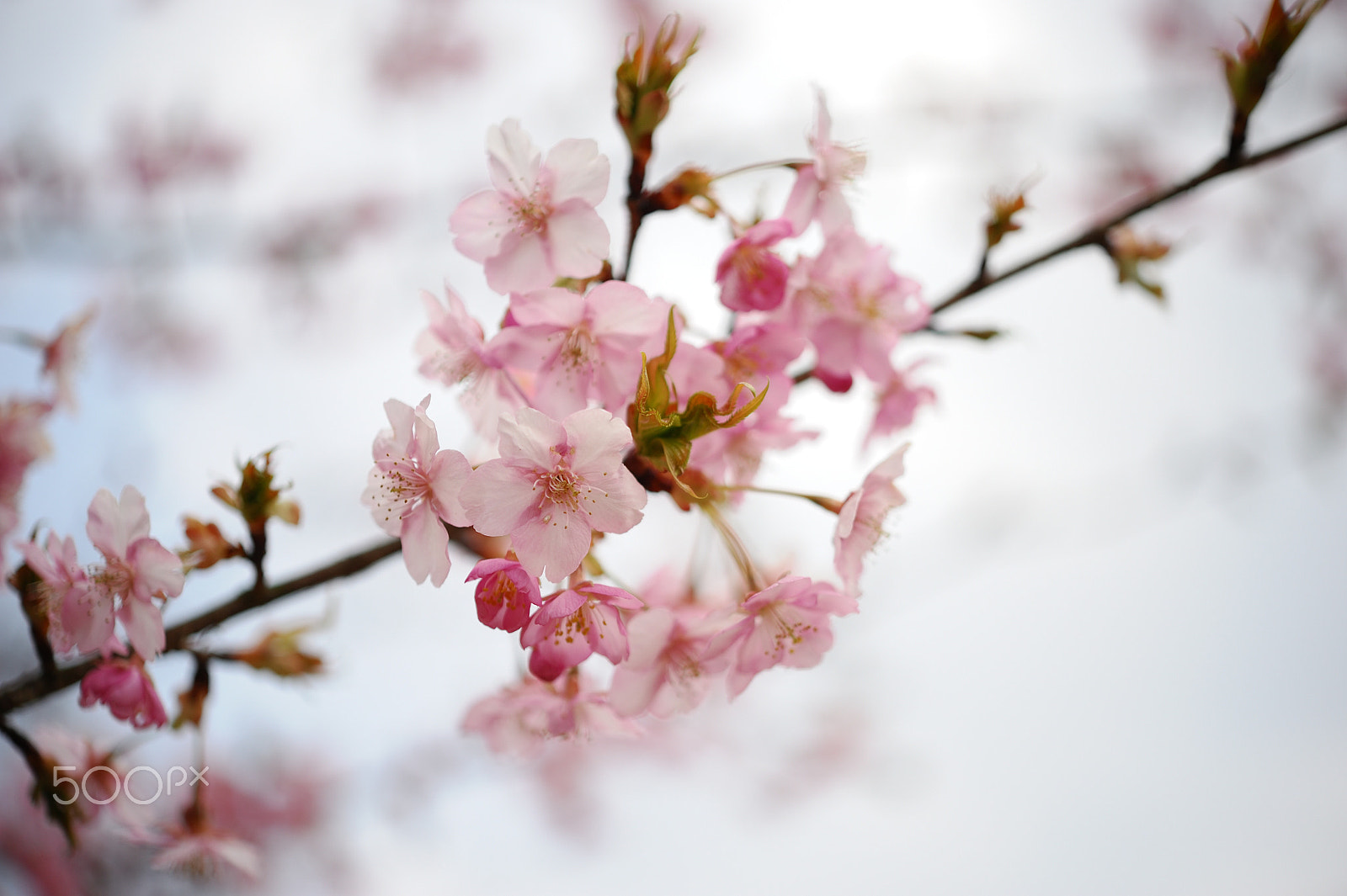 Nikon AF-S Micro-Nikkor 60mm F2.8G ED sample photo. さくら、さく。 photography