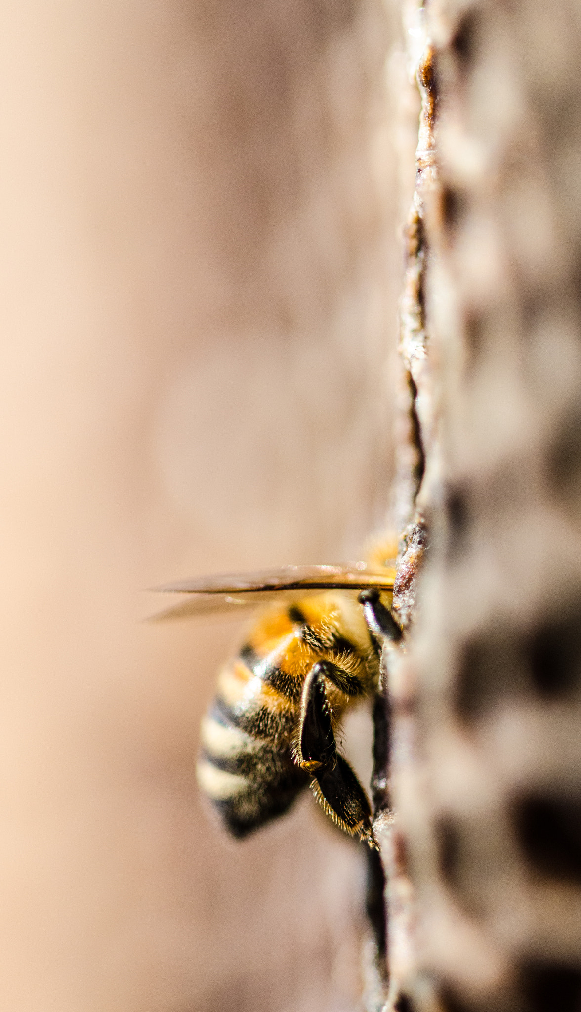 Sigma 105mm F2.8 EX DG OS HSM sample photo. 33143814150.jpg photography