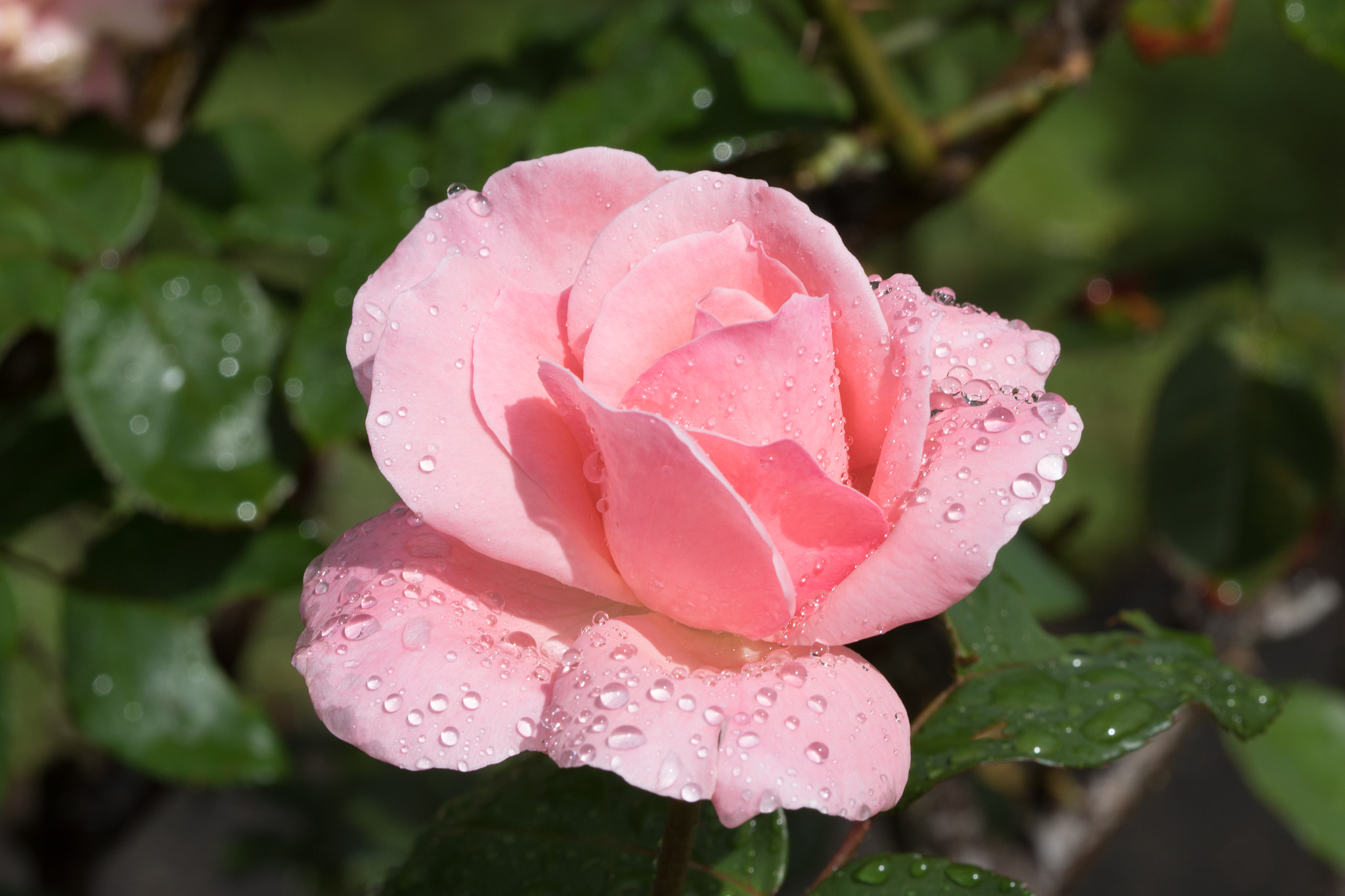Canon EOS 7D Mark II + Canon EF 100mm F2.8 Macro USM sample photo. Rose after the rain photography