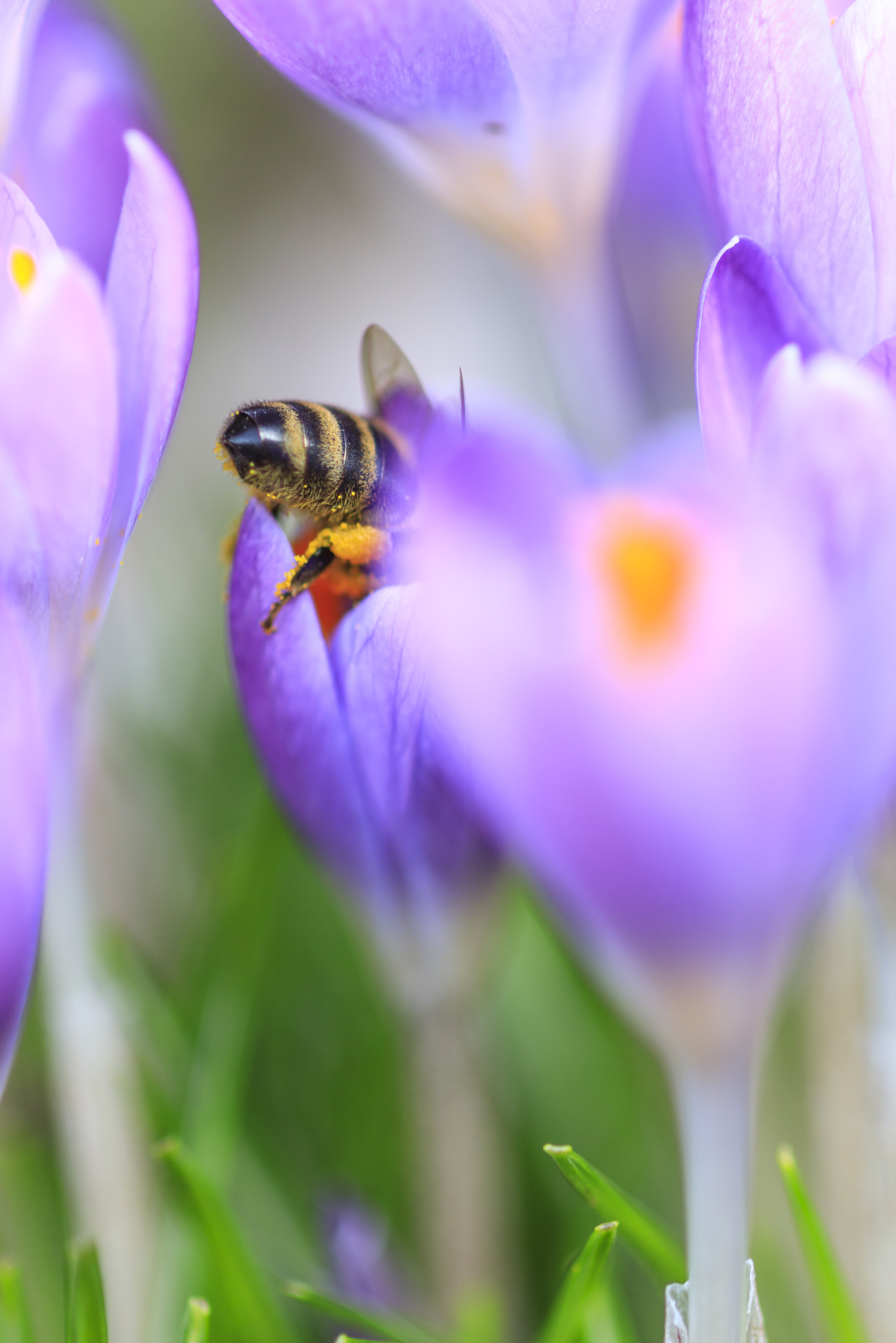 Canon EF 100mm F2.8 Macro USM sample photo. Spring photography