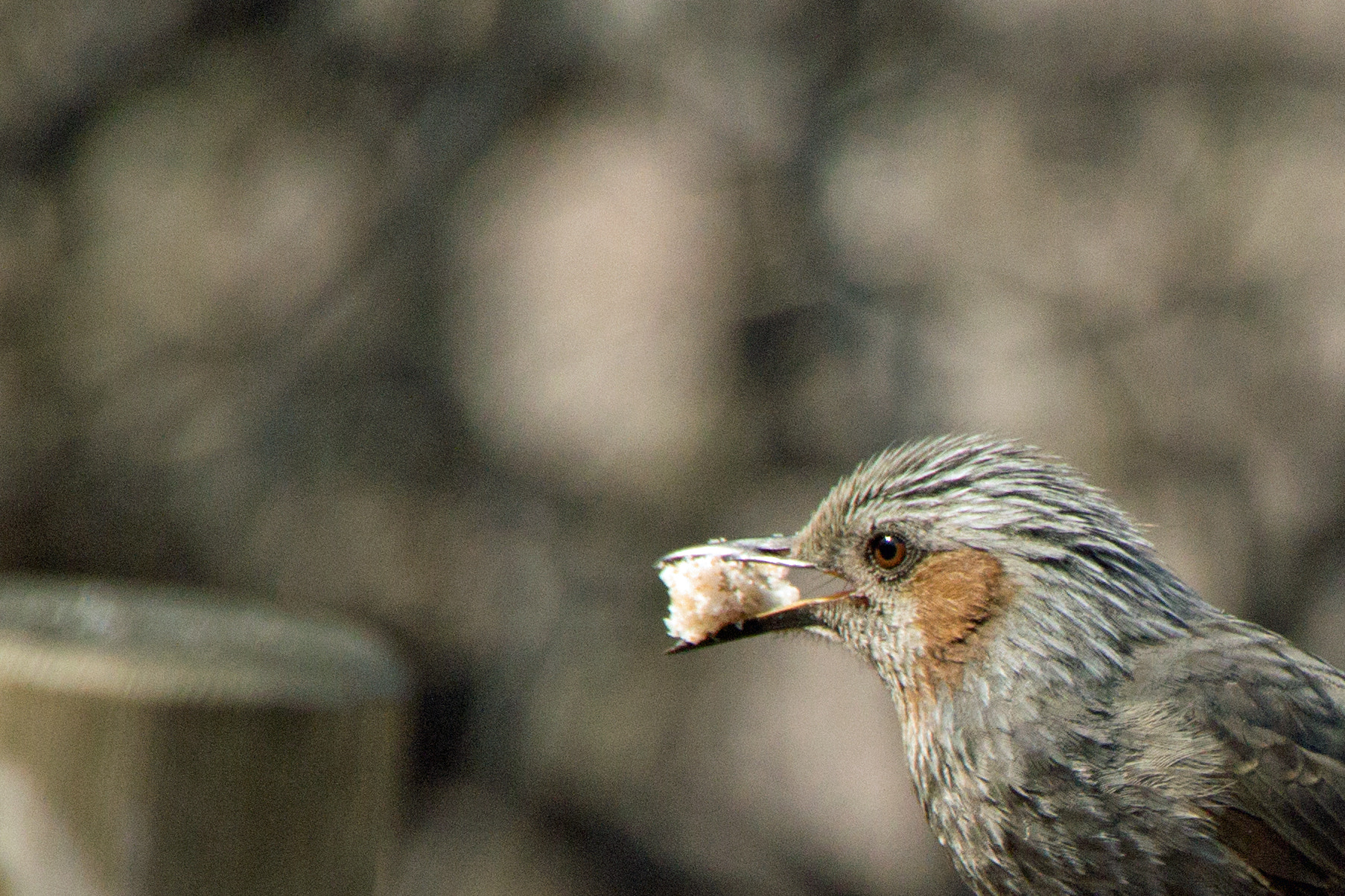 Canon EOS 60D sample photo. Bird's eye photography