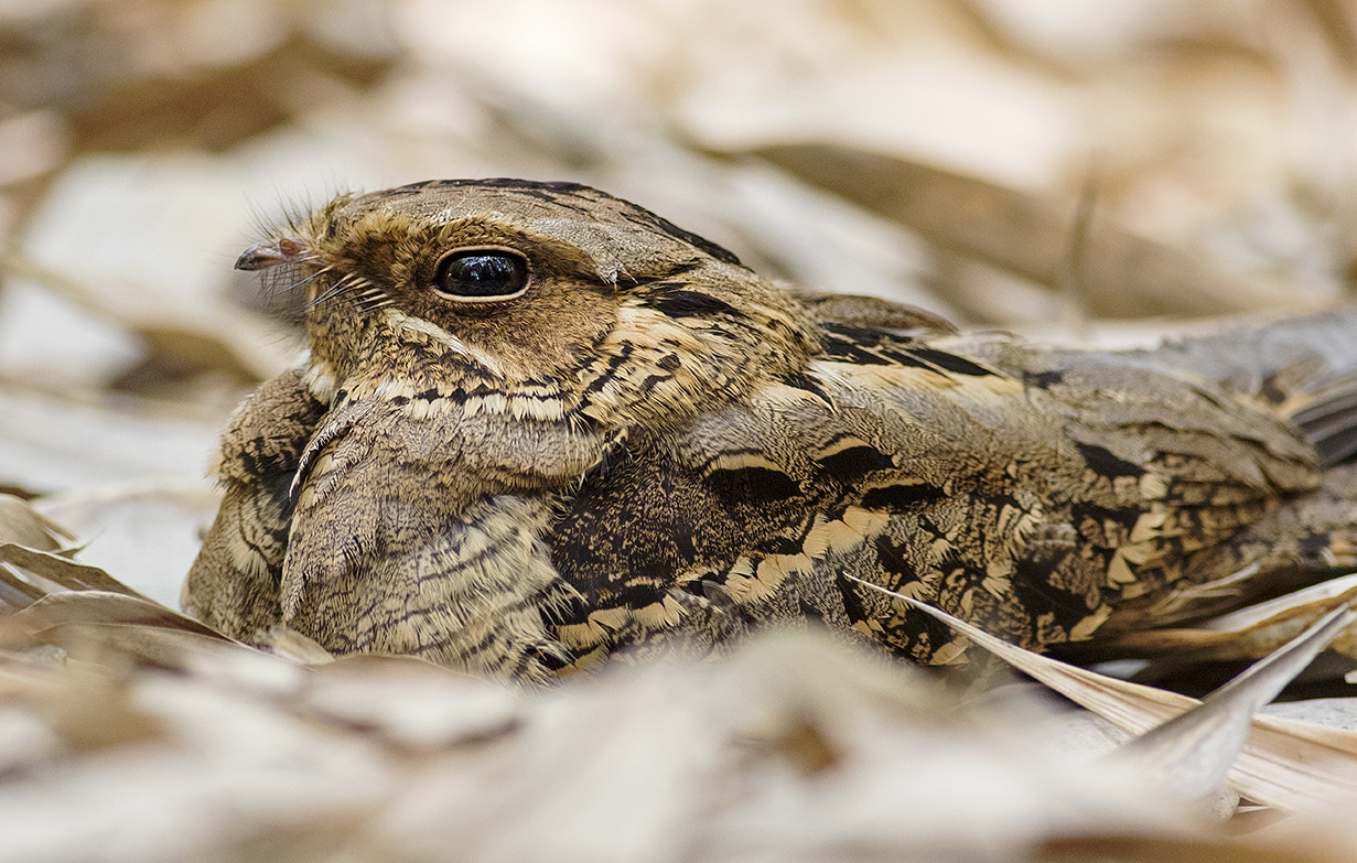 Canon EF 400mm F5.6L USM sample photo
