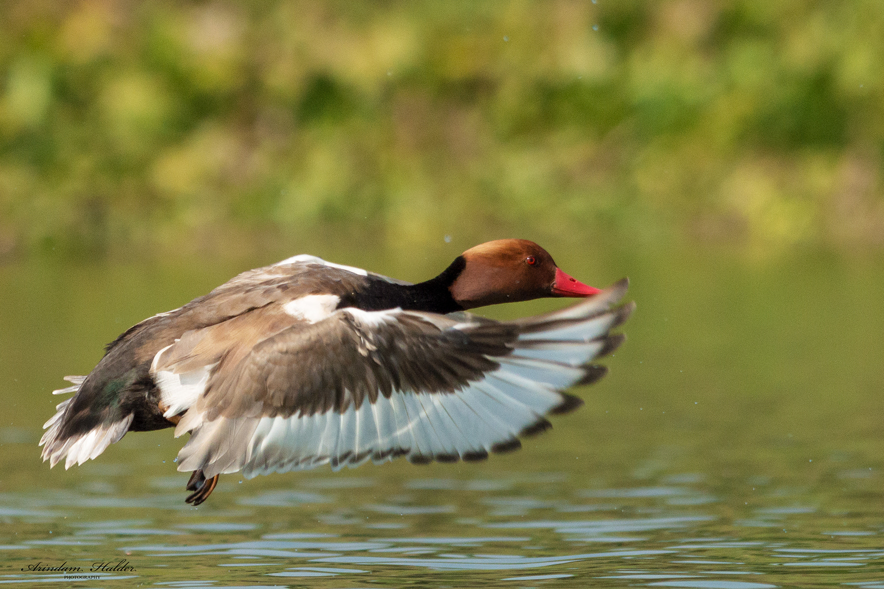 Nikon D3200 + Sigma 150-500mm F5-6.3 DG OS HSM sample photo. Red crested pochard. photography