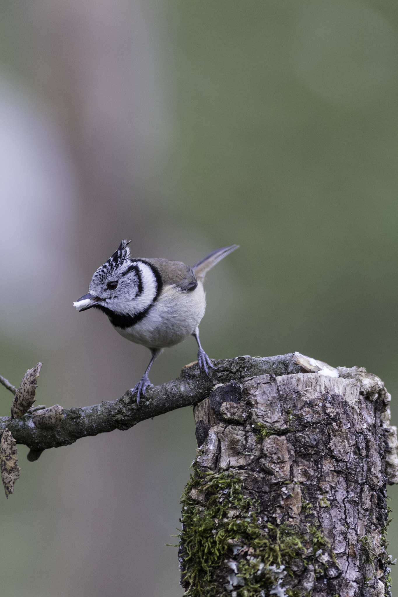 Canon EOS 7D Mark II + Canon EF 400mm F5.6L USM sample photo. Qa photography