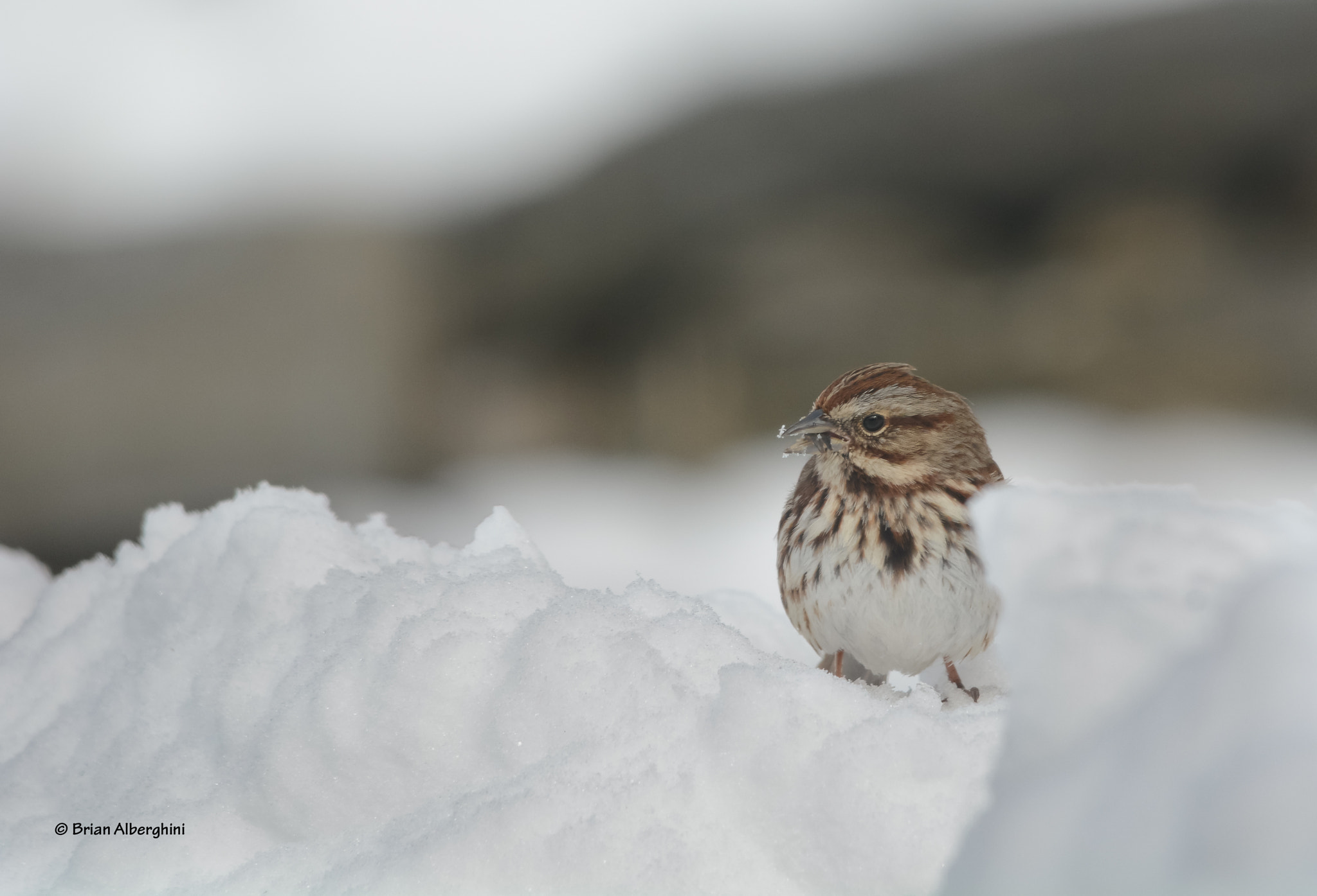 Sigma 150-500mm F5-6.3 DG OS HSM sample photo. It's snow sparrow photography