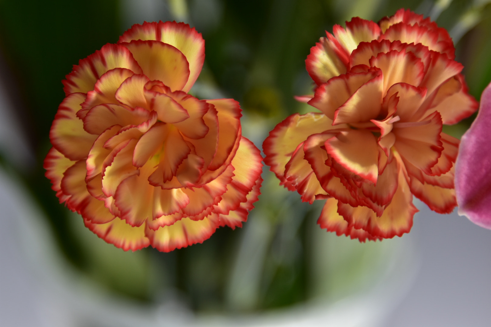 Nikon D7200 sample photo. Flower 2 photography