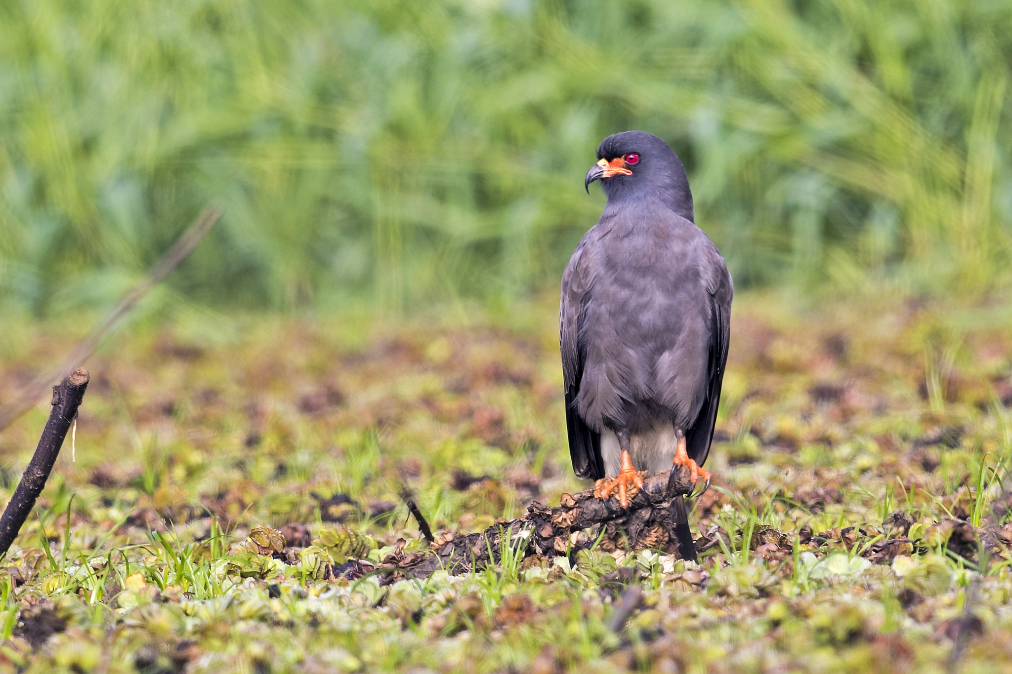 Nikon AF-S Nikkor 800mm F5.6E FL ED VR sample photo. Snail kite photography