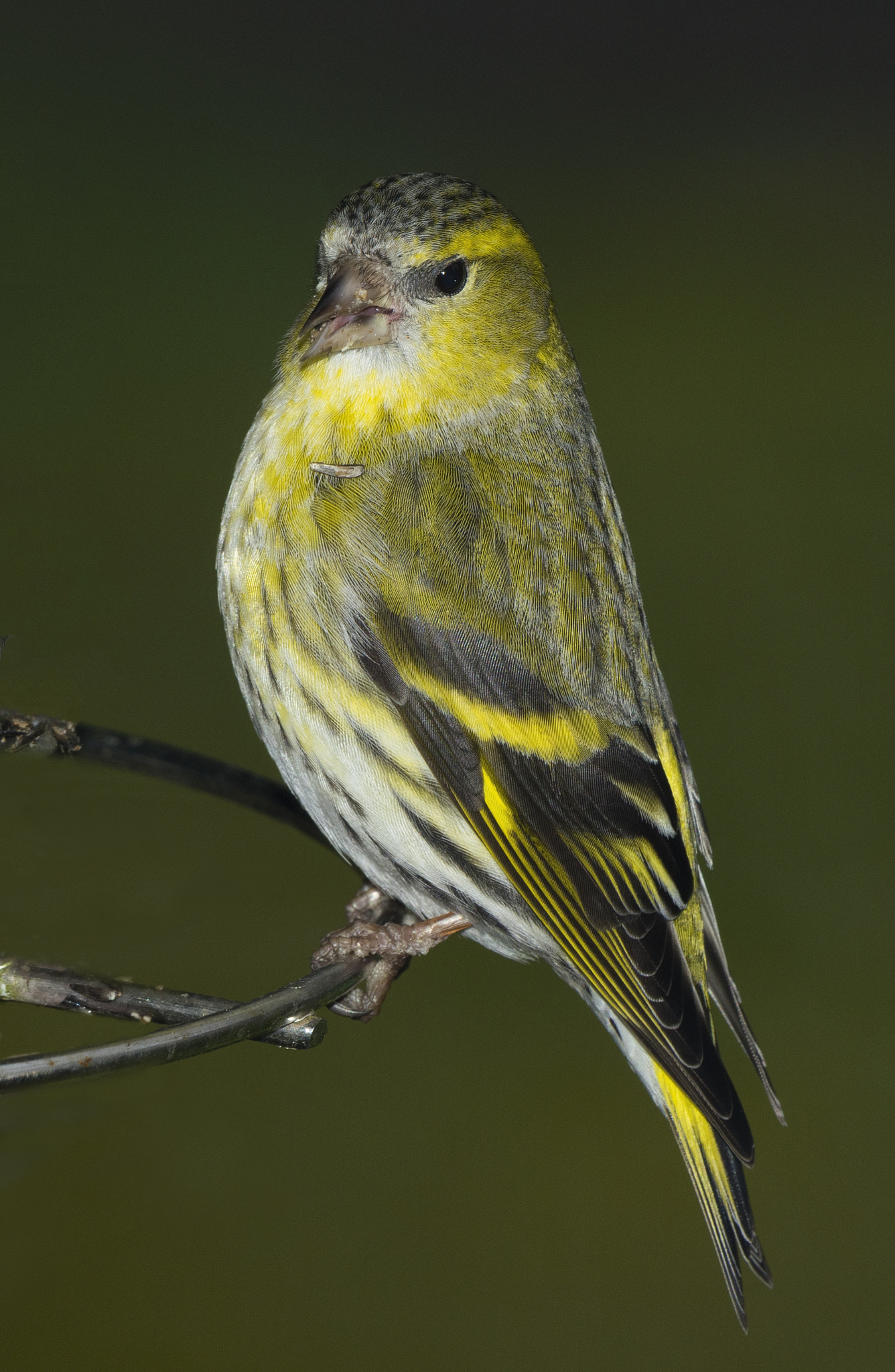 Nikon AF-S Nikkor 200-500mm F5.6E ED VR sample photo. Siskin photography