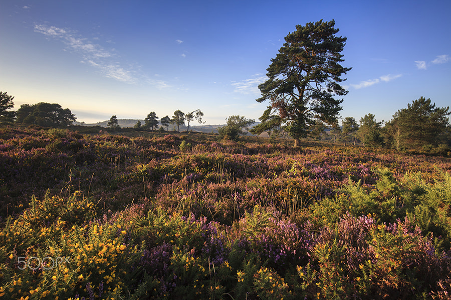 Canon EF 16-35mm F4L IS USM sample photo. Evening light on woodbury common photography