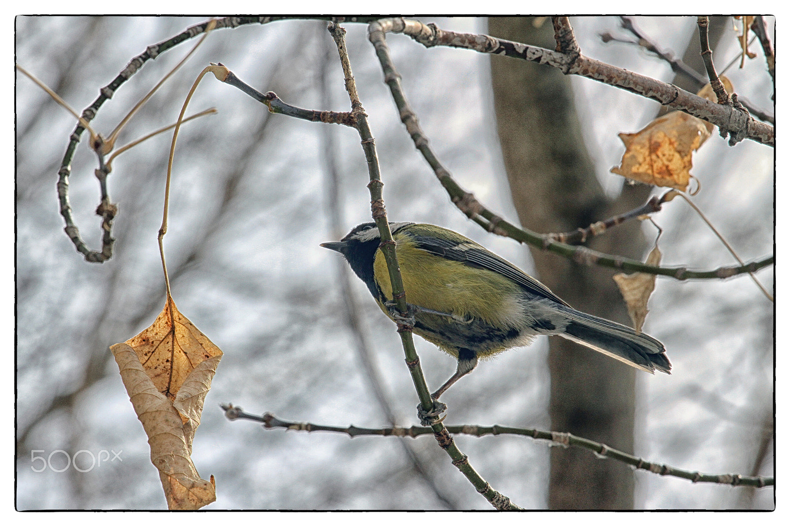 Canon EOS 7D + Canon EF 70-200mm F4L USM sample photo. Ptitsa- sinitsa photography
