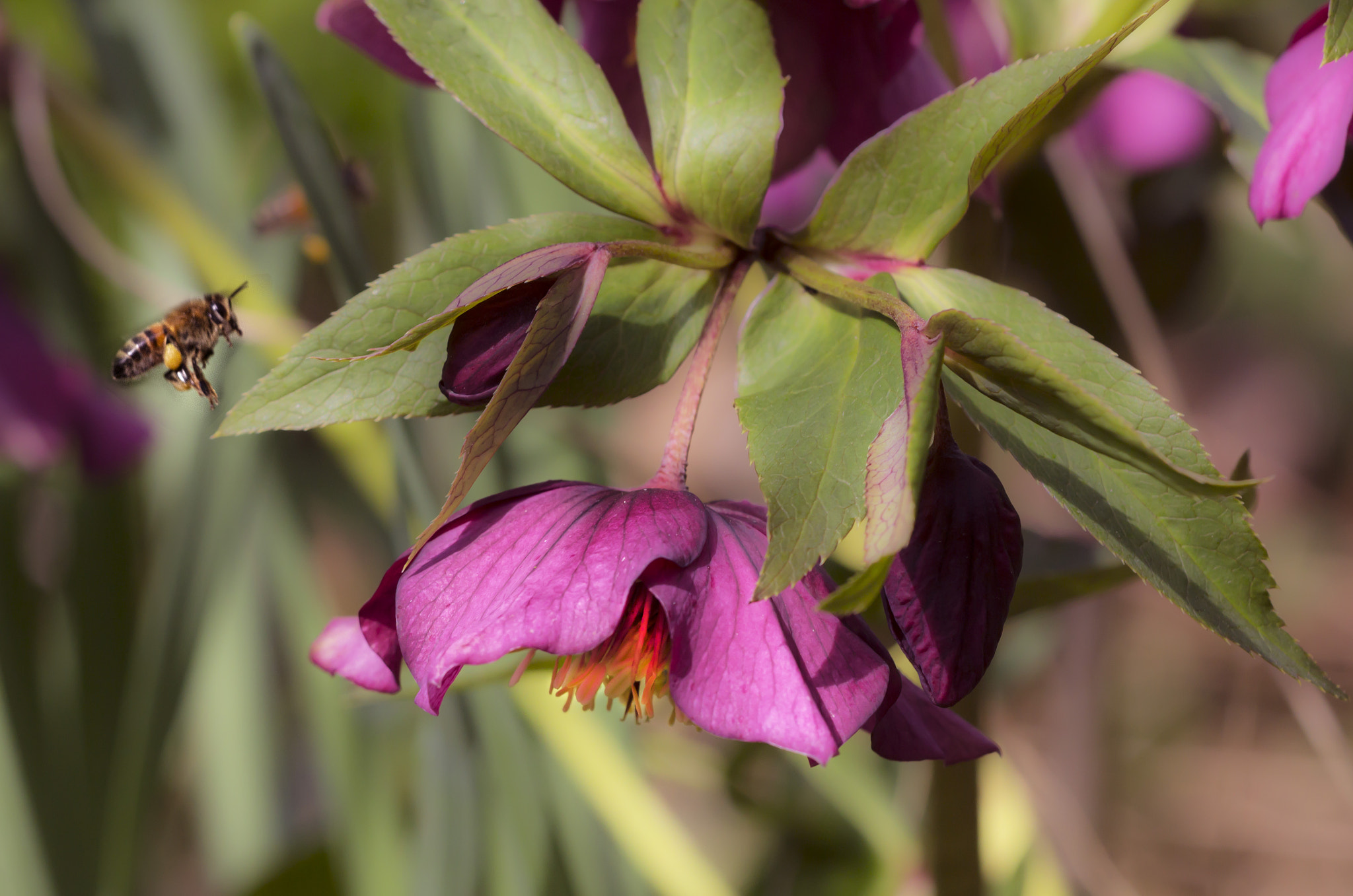 Sigma APO Macro 150mm f/2.8 EX DG HSM sample photo. Helleborus niger photography