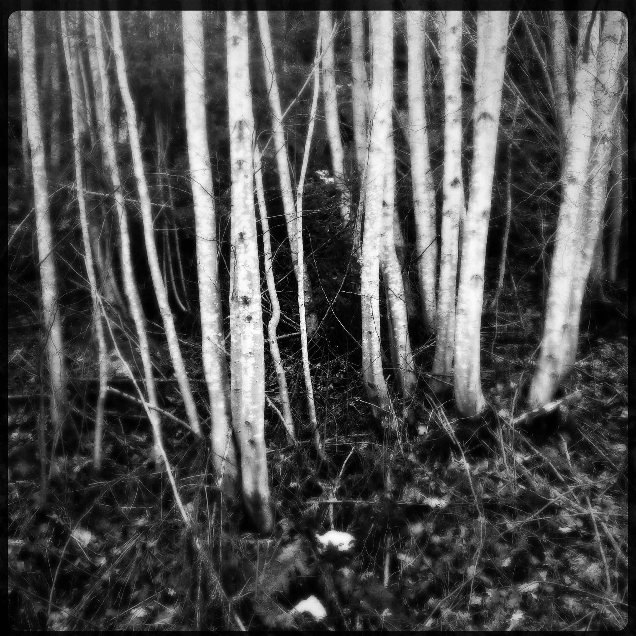 Hipstamatic 333 sample photo. Trees photography