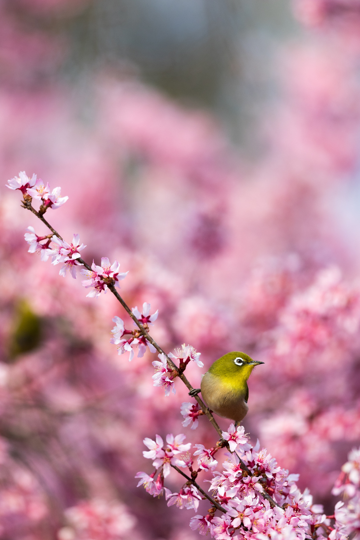 Canon EF 300mm F2.8L IS II USM sample photo. サクジロー photography