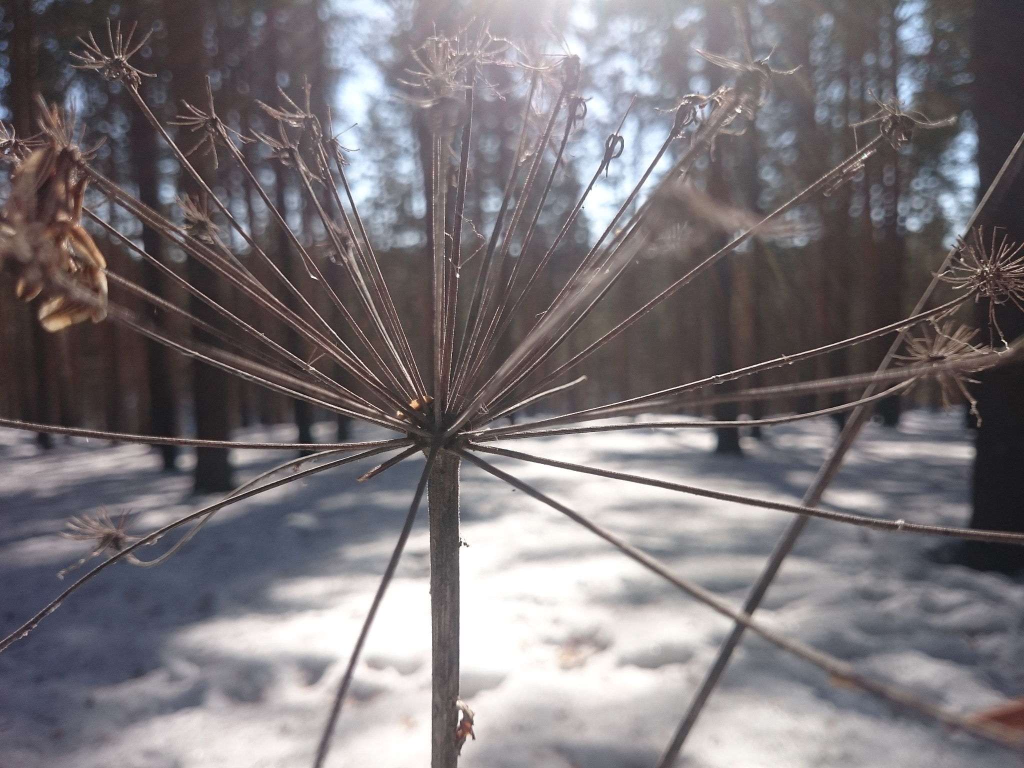 Sony Xperia Z1 Compact sample photo