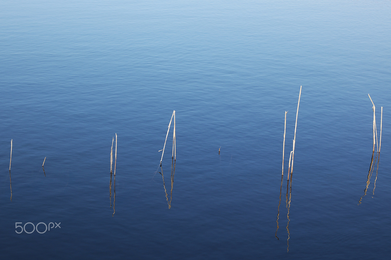 Canon EOS 750D (EOS Rebel T6i / EOS Kiss X8i) + Canon EF 50mm F1.8 II sample photo. Reeds in water photography