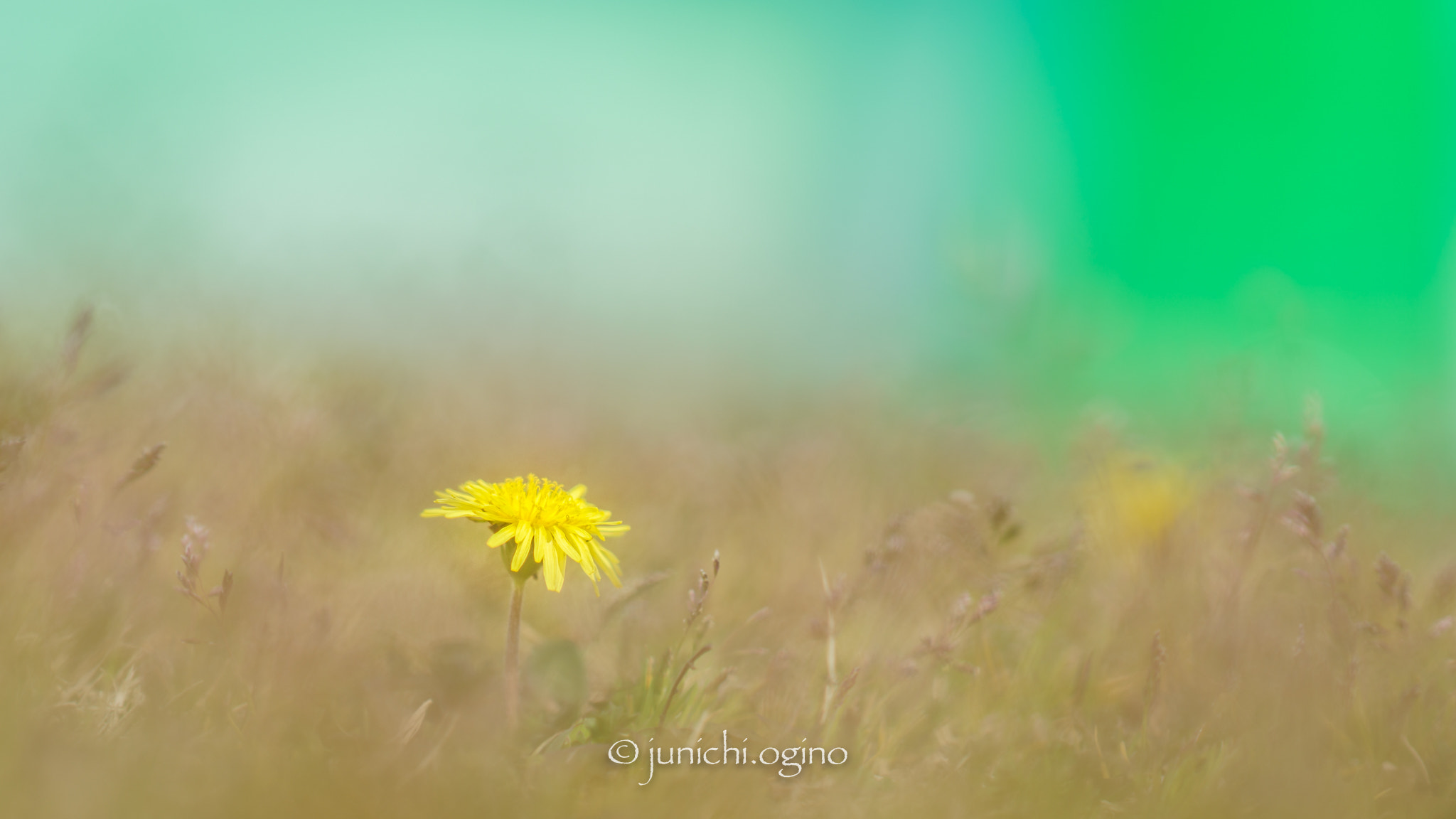 Sony Sonnar T* 135mm F1.8 ZA sample photo. Sprouting photography
