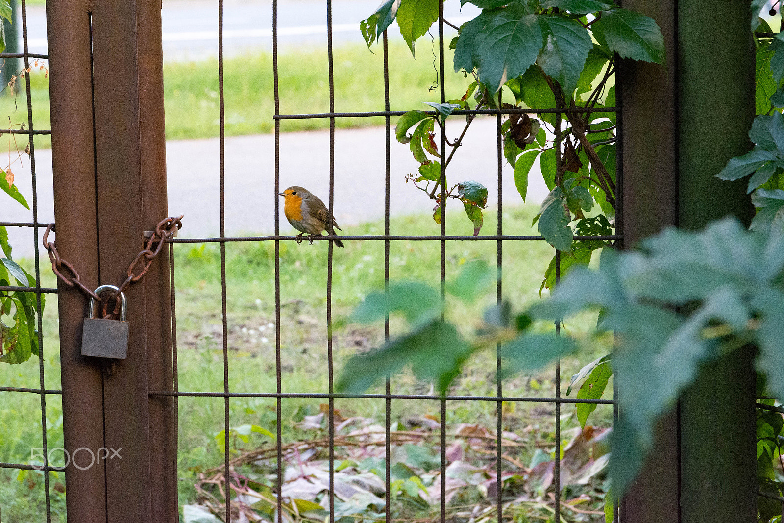 Sigma 17-70mm F2.8-4 DC Macro OS HSM | C sample photo. Birdie photography